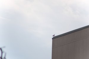 DSCF9046.JPG