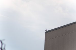 DSCF9047.JPG