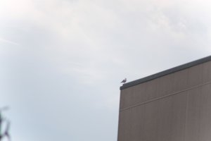 DSCF9048.JPG
