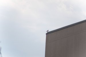 DSCF9049.JPG