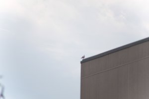 DSCF9050.JPG