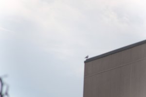 DSCF9052.JPG
