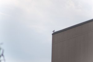 DSCF9059.JPG