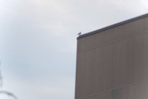 DSCF9063.JPG