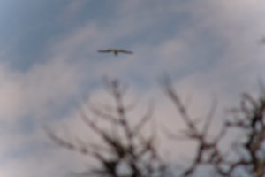 DSCF9065.JPG