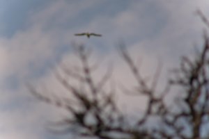 DSCF9066.JPG