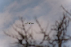 DSCF9068.JPG