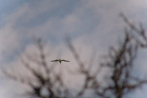 DSCF9069.JPG