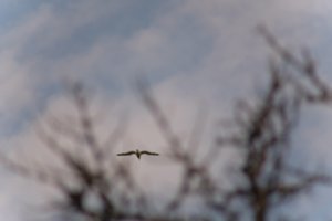 DSCF9070.JPG