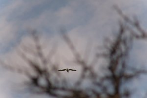 DSCF9071.JPG