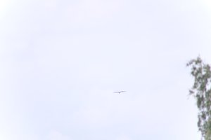 DSCF9084.JPG