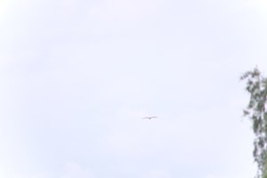 DSCF9085.JPG