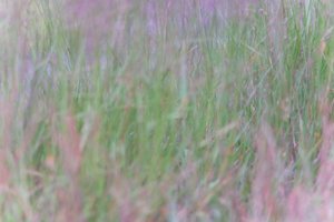 DSCF9106.JPG