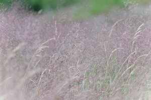 DSCF9114.JPG