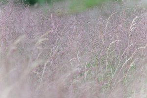 DSCF9117.JPG
