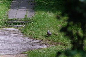 DSCF9120.JPG