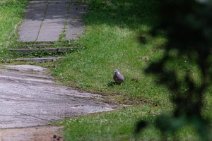 DSCF9121.JPG