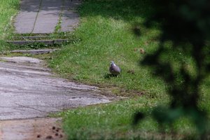 DSCF9123.JPG