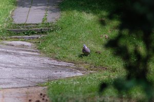 DSCF9124.JPG