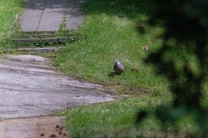 DSCF9125.JPG