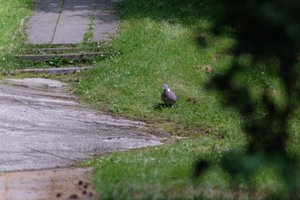 DSCF9126.JPG