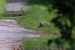 DSCF9127.JPG
