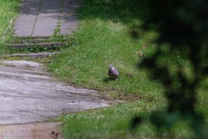 DSCF9129.JPG