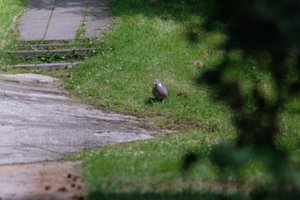 DSCF9131.JPG