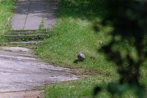 DSCF9133.JPG