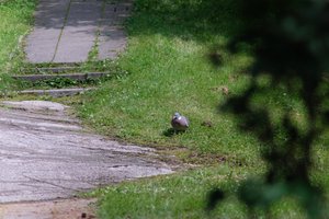 DSCF9134.JPG