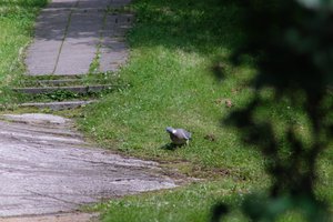 DSCF9136.JPG