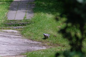 DSCF9137.JPG