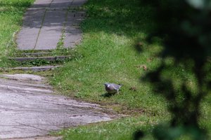 DSCF9138.JPG