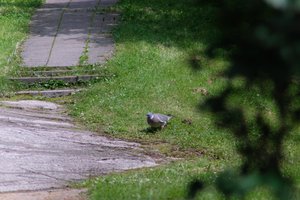 DSCF9139.JPG