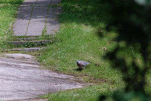 DSCF9140.JPG