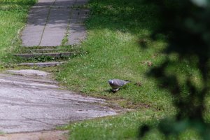 DSCF9141.JPG