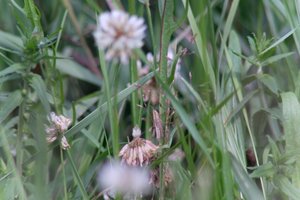 DSCF9170.JPG