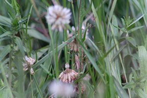 DSCF9171.JPG