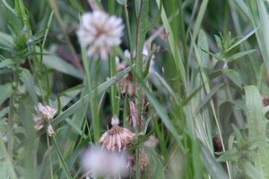 DSCF9173.JPG