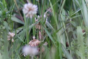 DSCF9176.JPG