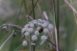 DSCF9178.JPG