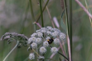 DSCF9179.JPG
