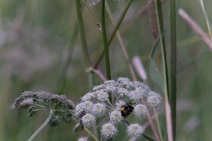 DSCF9181.JPG