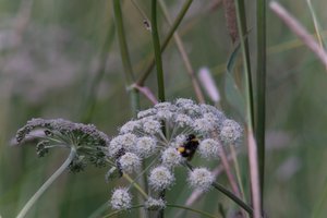 DSCF9184.JPG