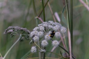 DSCF9186.JPG