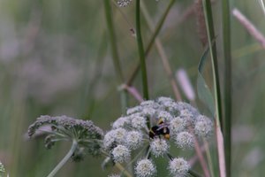 DSCF9190.JPG