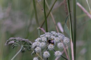 DSCF9192.JPG