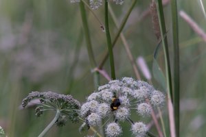 DSCF9194.JPG