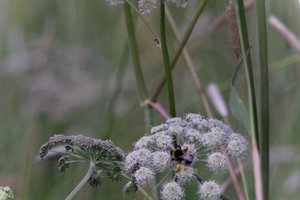 DSCF9195.JPG