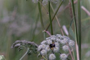DSCF9196.JPG